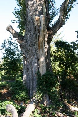 Lednice, 25.9.2012
Topolová alej na začátku asfaltky k Janohradu.
Klíčová slova: Lednice topolová alej Podeonius acuticornis Procraerus tibialis