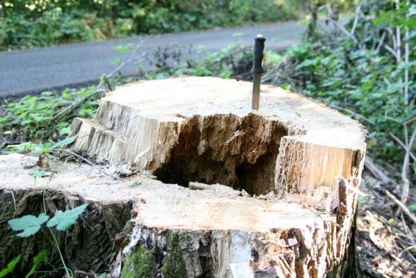 Lednice, 25.9.2012
Topolová alej na začátku asfaltky k Janohradu. Pařez topolu osídlený kovaříky Podeonius acuticornis.
Mots-clés: Lednice topolová alej Podeonius acuticornis Stenagostus rhombeus