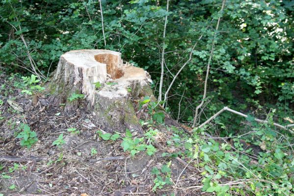 Lednice, 25.9.2012
Topolová alej na začátku asfaltky k Janohradu. Pařez topolu osídlený kovaříky Podeonius acuticornis.
Mots-clés: Lednice topolová alej Podeonius acuticornis Stenagostus rhombeus