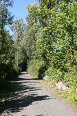 Lednice, 25.9.2012
Topolová alej na začátku asfaltky k Janohradu. 
Klíčová slova: Lednice topolová alej