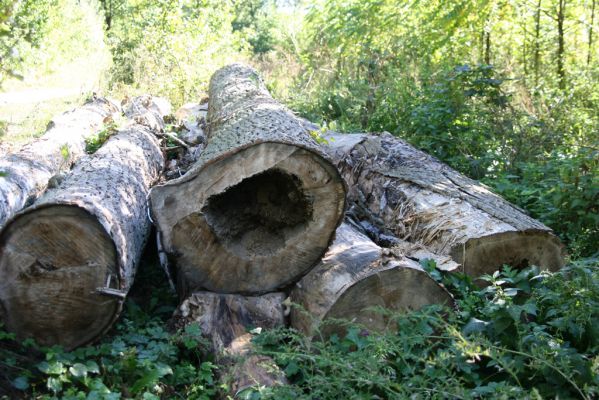 Lednice, 25.9.2012
Topolová alej na začátku asfaltky k Janohradu - její likvidace začíná.
Schlüsselwörter: Lednice topolová alej