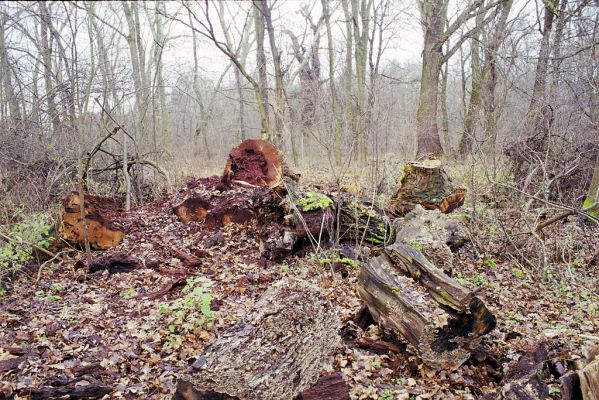 Lednice, 3.12.2002
Rozřezaný dub u cesty u Ladenského mostu.


Klíčová slova: Lednice Ladenský most Ampedus cardinalis