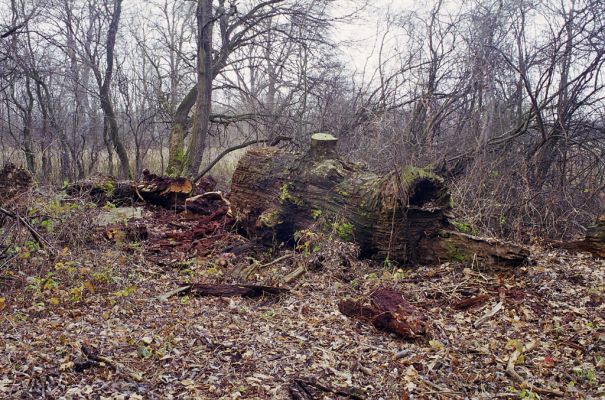 Lednice, 3.12.2002
Rozřezaný dub u cesty u Ladenského mostu.



Klíčová slova: Lednice Ladenský most Ampedus cardinalis