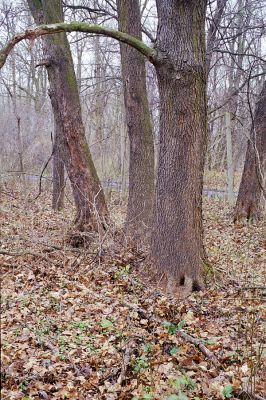 Lednice, 3.12.2002
Skupina javorů u cesty u Ladenského mostu. Zimoviště kovaříků Brachygonus ruficeps.


Schlüsselwörter: Lednice Ladenský most Brachygonus ruficeps