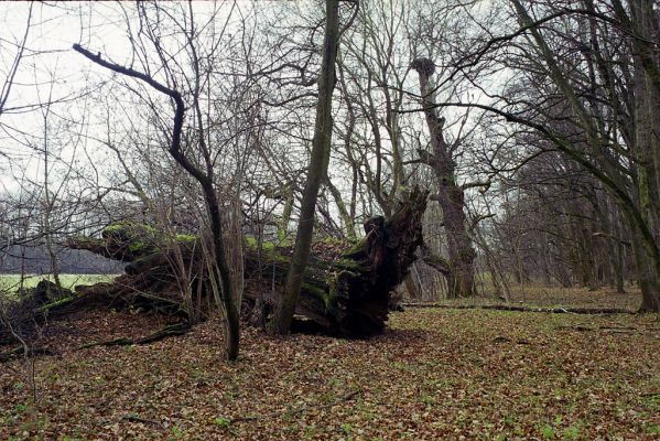 Lednice, 3.12.2002
Duby na okraji louky u Ladenského mostu.


Klíčová slova: Lednice Ladenský most Lacon querceus