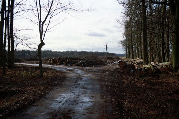 Lednice, 3.12.2004
Holoseč v lužním lese u Loveckého zámečku.
Schlüsselwörter: Lednice Lovecký zámeček