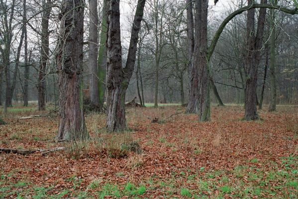 Lednice, 3.12.2004
U Hubertky, jírovcový háj. 
Klíčová slova: Lednice U Hubertky Ectamenogonus montandoni