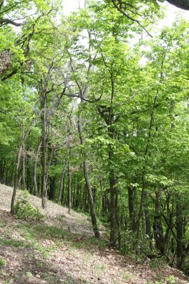 Lehôtka pod Brehmi, 8.5.2016
Štiavnické vrchy, vrch Gráfovská - Kapitulské bralá.
Mots-clés: Lehôtka pod Brehmi Štiavnické vrchy vrch Gráfovská Kapitulské bralá Brachygonus megerlei