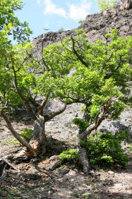 Lehôtka pod Brehmi, 8.5.2016
Štiavnické vrchy, vrch Gráfovská - Kapitulské bralá.
Keywords: Lehôtka pod Brehmi Štiavnické vrchy vrch Gráfovská Kapitulské bralá Cardiophorus anticus