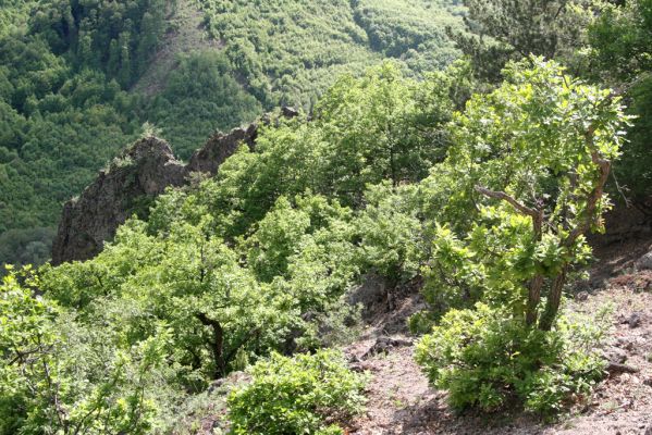 Lehôtka pod Brehmi, 8.5.2016
Štiavnické vrchy, vrch Gráfovská - Kapitulské bralá.
Klíčová slova: Lehôtka pod Brehmi Štiavnické vrchy vrch Gráfovská Kapitulské bralá Idolus picipennis