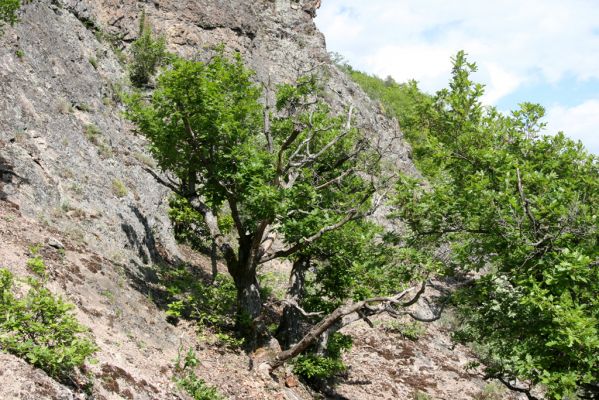 Lehôtka pod Brehmi, 8.5.2016
Štiavnické vrchy, vrch Gráfovská - Kapitulské bralá.
Klíčová slova: Lehôtka pod Brehmi Štiavnické vrchy vrch Gráfovská Kapitulské bralá Cardiophorus anticus