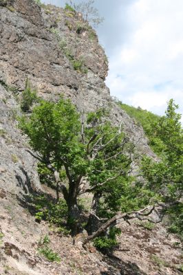 Lehôtka pod Brehmi, 8.5.2016
Štiavnické vrchy, vrch Gráfovská - Kapitulské bralá.
Klíčová slova: Lehôtka pod Brehmi Štiavnické vrchy vrch Gráfovská Kapitulské bralá Cardiophorus anticus