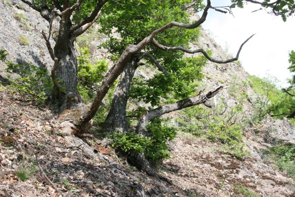 Lehôtka pod Brehmi, 8.5.2016
Štiavnické vrchy, vrch Gráfovská - Kapitulské bralá.
Schlüsselwörter: Lehôtka pod Brehmi Štiavnické vrchy vrch Gráfovská Kapitulské bralá Cardiophorus anticus