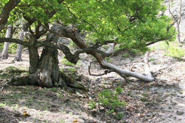 Lehôtka pod Brehmi, 8.5.2016
Štiavnické vrchy, vrch Gráfovská - Kapitulské bralá. 
Schlüsselwörter: Lehôtka pod Brehmi Štiavnické vrchy vrch Gráfovská Kapitulské bralá Cardiophorus anticus