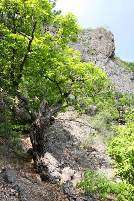 Lehôtka pod Brehmi, 8.5.2016
Štiavnické vrchy, vrch Gráfovská - Kapitulské bralá.
Schlüsselwörter: Lehôtka pod Brehmi Štiavnické vrchy vrch Gráfovská Kapitulské bralá Cardiophorus anticus