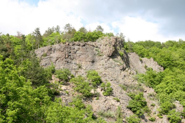 Lehôtka pod Brehmi, 8.5.2016
Štiavnické vrchy, vrch Gráfovská - Kapitulské bralá.
Klíčová slova: Lehôtka pod Brehmi Štiavnické vrchy vrch Gráfovská Kapitulské bralá Cardiophorus anticus