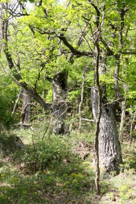 Lehôtka pod Brehmi, 8.5.2016
Štiavnické vrchy, vrch Gráfovská - Kapitulské bralá.
Keywords: Lehôtka pod Brehmi Štiavnické vrchy vrch Gráfovská Kapitulské bralá