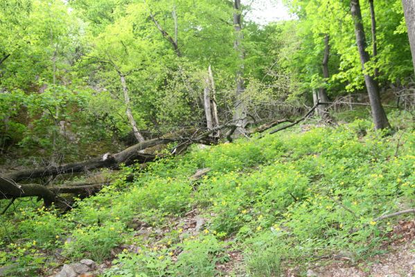 Lehôtka pod Brehmi, 8.5.2016
Štiavnické vrchy, vrch Gráfovská - Kapitulské bralá. Suťový les na jižním svahu.
Klíčová slova: Lehôtka pod Brehmi Štiavnické vrchy vrch Gráfovská Kapitulské bralá