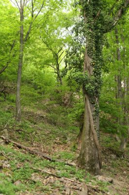 Lehôtka pod Brehmi, 8.5.2016
Štiavnické vrchy, vrch Gráfovská - Kapitulské bralá. Suťový les na jižním svahu.
Mots-clés: Lehôtka pod Brehmi Štiavnické vrchy vrch Gráfovská Kapitulské bralá