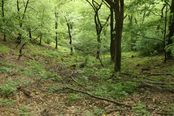 Lehôtka pod Brehmi, 8.5.2016
Štiavnické vrchy, vrch Gráfovská - Kapitulské bralá. Suťový les na jižním svahu.
Keywords: Lehôtka pod Brehmi Štiavnické vrchy vrch Gráfovská Kapitulské bralá