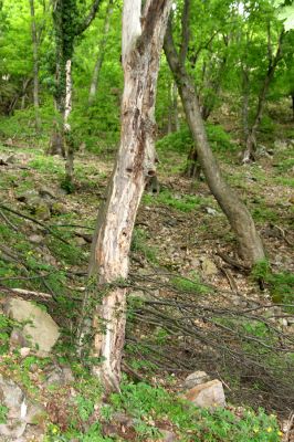 Lehôtka pod Brehmi, 8.5.2016
Štiavnické vrchy, vrch Gráfovská - Kapitulské bralá. Habr v suťovém lese pod skalami - biotop kovaříka Procraerus tibialis.
Mots-clés: Lehôtka pod Brehmi Štiavnické vrchy vrch Gráfovská Kapitulské bralá Procraerus tibialis