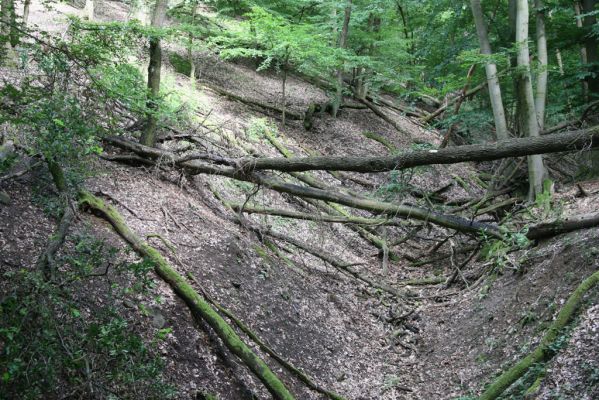 Leľa, 27.6.2013
Burda - Leliansky les. Bitop tesaříka alpského.



Klíčová slova: Leľa Leliansky les Burda Kováčovské kopce tesařík alpský Rosalia alpina