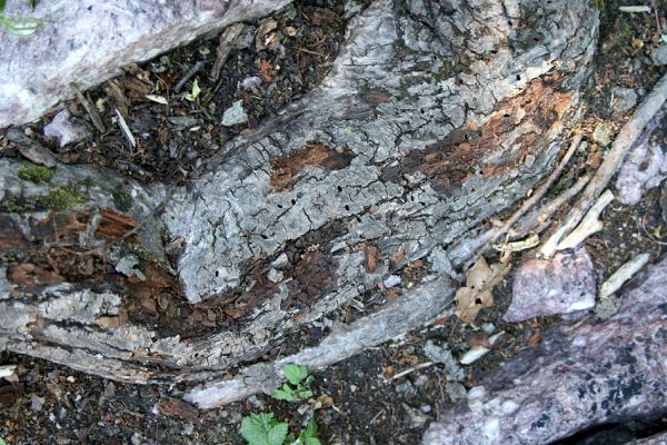 Lelekovice, rezervace Babí lom, 23.5.2009
Kořen lípy s výletovými otvory krasců lipových.
Schlüsselwörter: Lelekovice Babí lom Lamprodila rutilans krasec lipový