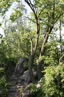 Lelekovice, rezervace Babí lom, 23.5.2009
Lípy u rozhledny - biotop krasce lipového.
Schlüsselwörter: Lelekovice Babí lom Lamprodila rutilans krasec lipový