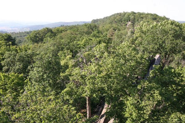 Lelekovice, rezervace Babí lom, 23.5.2009
Pohled z rozhledny k severu na vrch Babí lom.
Klíčová slova: Lelekovice Babí lom