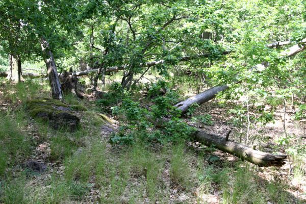 Lelekovice, rezervace Babí lom, 23.5.2009
Mrtvé dřevo na světlině v jižní části hřbetu.
Klíčová slova: Lelekovice Babí lom Ampedus sinuatus Nothodes parvulus