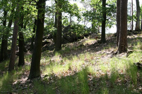 Lelekovice, rezervace Babí lom, 23.5.2009
Smíšený les v jižní části hřbetu. Biotop kovaříků rodu Athous (A. zebei, A. haemorrhoidalis, A. subfuscus a A. vittatus) a kovaříka Nothodes parvulus.
Klíčová slova: Lelekovice Babí lom Athous zebei haemorrhoidalis subfuscus vittatus Nothodes parvulus