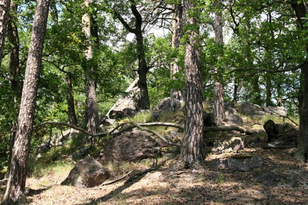 Lelekovice, rezervace Babí lom, 23.5.2009
Smíšený les v jižní části hřbetu.
Klíčová slova: Lelekovice Babí lom