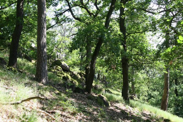 Lelekovice, rezervace Babí lom, 23.5.2009
Smíšený les na jižní části hřbetu. 
Mots-clés: Lelekovice Babí lom