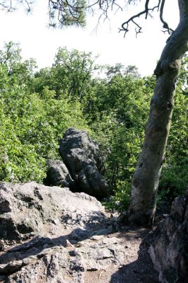 Lelekovice, rezervace Babí lom, 23.5.2009
Skalnatý hřbet mezi vrcholem a rozhlednou.
Klíčová slova: Lelekovice Babí lom