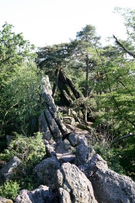 Lelekovice, rezervace Babí lom, 23.5.2009
Skalnatý hřbet mezi vrcholem a rozhlednou.
Klíčová slova: Lelekovice Babí lom Cardiophorus nigerrimus ruficollis Ampedus balteatus