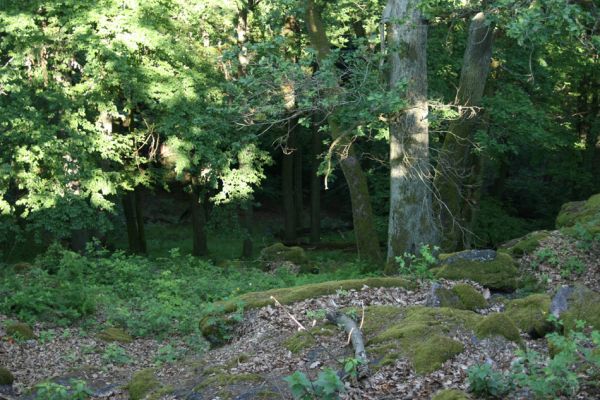 Lelekovice, rezervace Babí lom, 23.5.2009
Listnatý les pod skalnatým hřbetem mezi vrcholem a rozhlednou.
Mots-clés: Lelekovice Babí lom