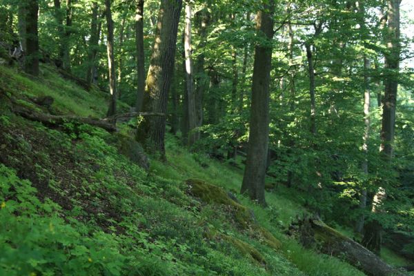 Lelekovice, rezervace Babí lom, 23.5.2009
Listnatý les na svazích pod skalnatým hřbetem.
Klíčová slova: Lelekovice Babí lom Athous zebei haemorrhoidalis subfuscus vittatus Nothodes parvulus