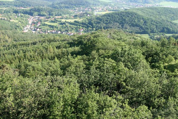 Lelekovice, rezervace Babí lom, 23.5.2009
Pohled z rozhledny na jižní svahy rezervace a Lelekovice.
Klíčová slova: Lelekovice Babí lom Idolius picipennis Porthmidius austriacus Cardiophorus gramineus