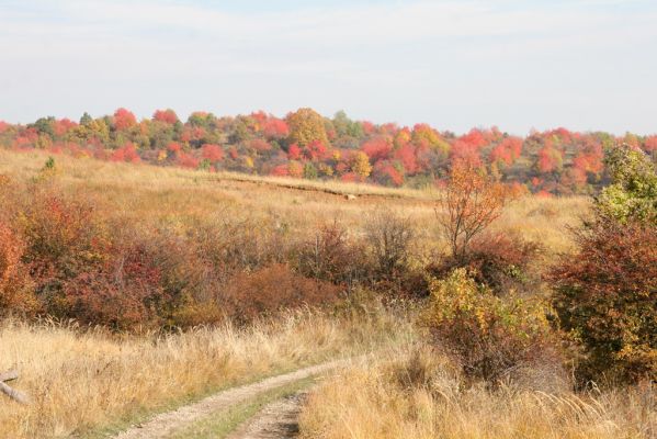 Lentvora, 12.10.2013
Pastviny a zarůstající sady jižně od obce.



Klíčová slova: Krupinská planina Ostrožky Lentvora