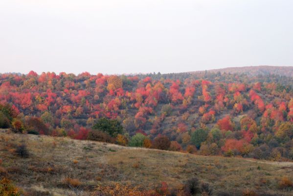 Lentvora, 12.10.2013
Pastviny a zarůstající sady jižně od obce.
Schlüsselwörter: Krupinská planina Ostrožky Lentvora