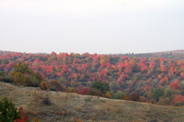 Lentvora, 12.10.2013
Pastviny a zarůstající sady jižně od obce.



Klíčová slova: Krupinská planina Ostrožky Lentvora