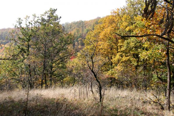 Luboreč, 12.10.2013  
Zarůstající lesostep západně od vrcholu Lysce.
Klíčová slova: Krupinská planina Ostrožky Lysec