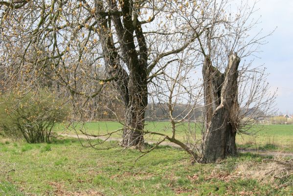 Veselí, 5.4.2008
Lepějovice – staré jírovce u cesty k myslivně.



Klíčová slova: Veselí Lepějovice Ampedus nigroflavus