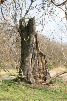 Veselí, 5.4.2008
Lepějovice – prastarý jírovec u cesty k myslivně.



Mots-clés: Veselí Lepějovice