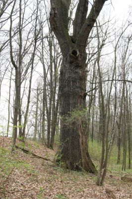 Veselí, 5.4.2008
Lepějovice – Přírodní památka meandry Strúhy.



Klíčová slova: Veselí Lepějovice PP Meandry Strúhy