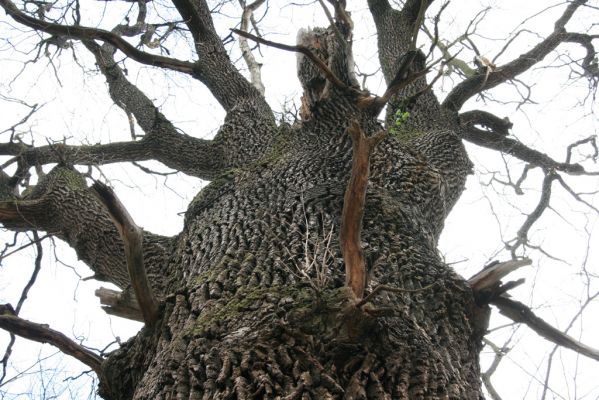 Veselí, 5.4.2008
Lepějovice – Přírodní památka meandry Strúhy.


Klíčová slova: Veselí Lepějovice PP Meandry Strúhy
