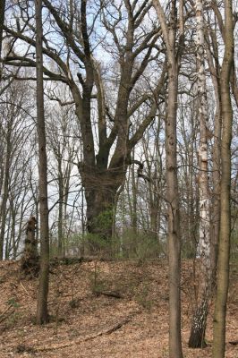 Veselí, 5.4.2008
Lepějovice – Přírodní památka meandry Strúhy.



Klíčová slova: Veselí Lepějovice PP Meandry Strúhy