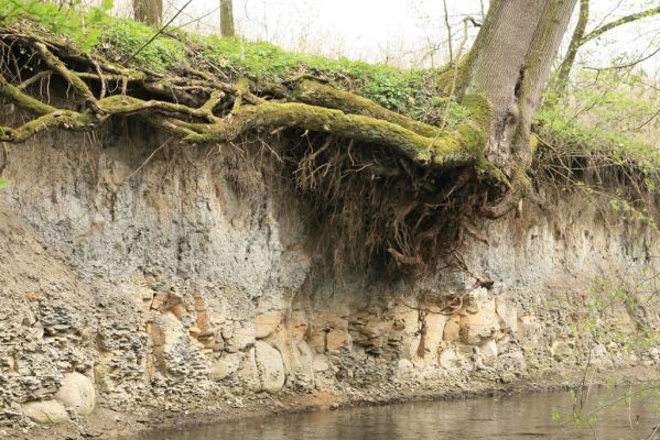 Veselí, 5.4.2008
Lepějovice – Přírodní památka meandry Strúhy.



Klíčová slova: Veselí Lepějovice PP Meandry Strúhy