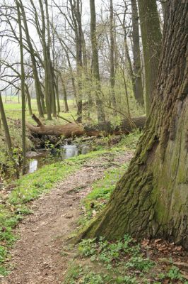 Veselí, 5.4.2008
Lepějovice – Přírodní památka meandry Strúhy.

Klíčová slova: Veselí Lepějovice PP Meandry Strúhy