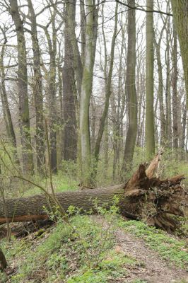 Veselí, 5.4.2008
Lepějovice – Přírodní památka meandry Strúhy.



Klíčová slova: Veselí Lepějovice PP Meandry Strúhy